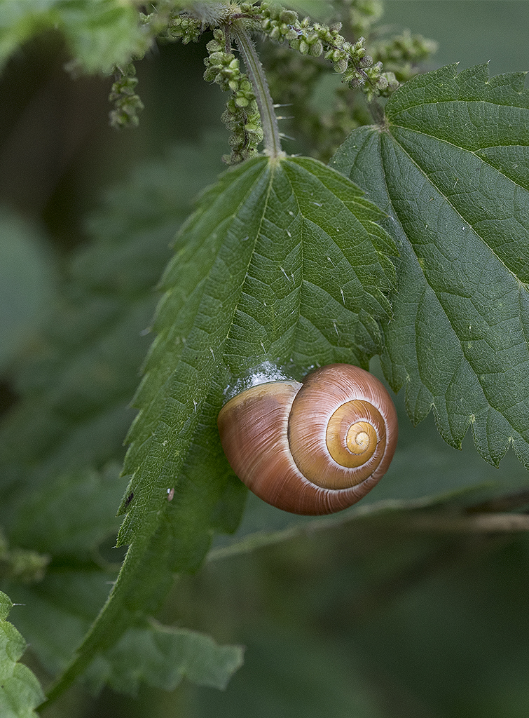 Schleswig Holstein Ostsee 09_2015 KA7_3698 als Smartobjekt-1 Kopie.jpg - Und die kleinen Naturschönheiten sind auch nicht ohne